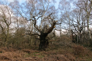 Ancient trees no.1 [March 2016]