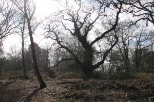 Silhouette tree #1 [March 2016]