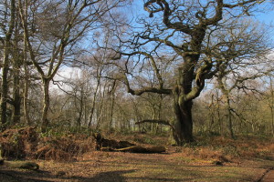 Grounded tree [March 2016]