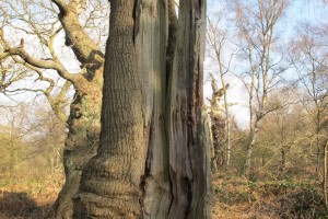 Split open tree [March 2016]