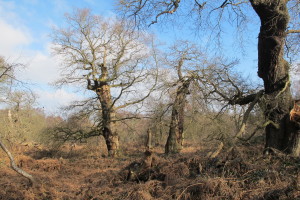 Trio of trees [March 2016]