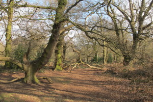 Fallen tree [March 2016]