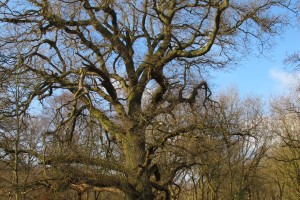 Ancient trees no.2 [March 2016]