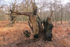 Split pointing tree [March 2016]