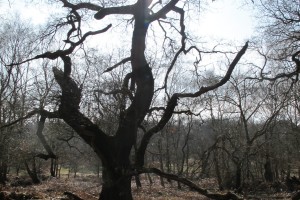 Ancient trees no.5 [March 2016]